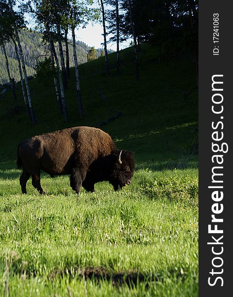 A bison grazing in yellowstone. A bison grazing in yellowstone