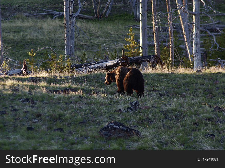 Grizzly boar at dawn on mt washburn, yellowstone National park