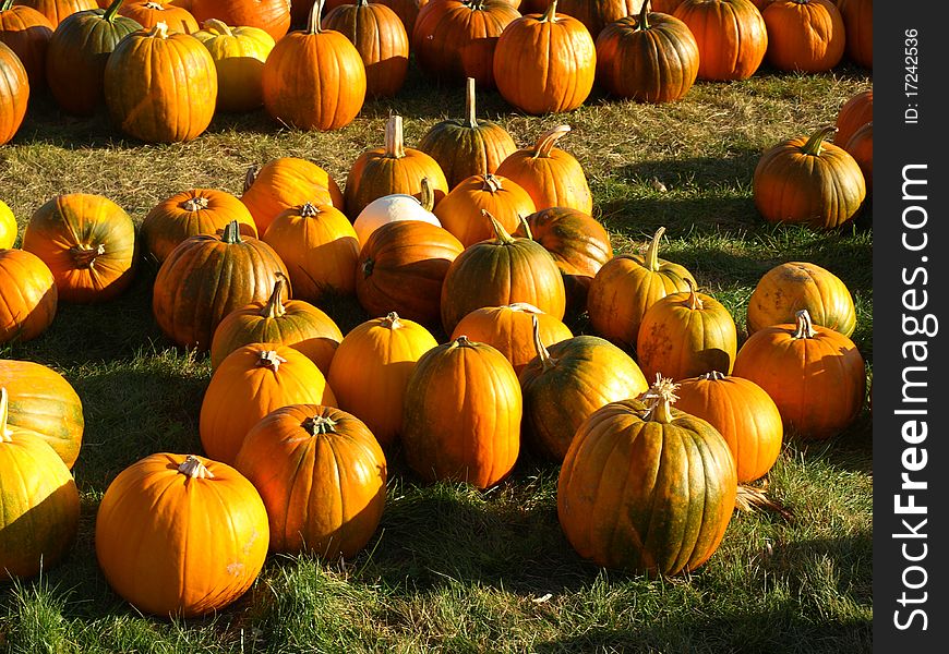 Assortment of pumpkins on a sunny autumn afternoon. Assortment of pumpkins on a sunny autumn afternoon.