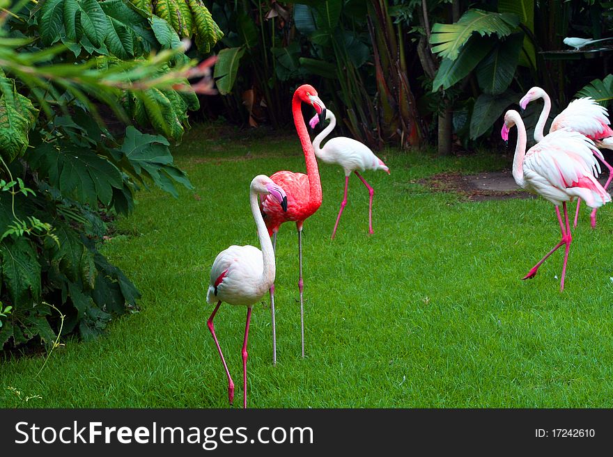 Male Flamingo standing with his ladies. Male Flamingo standing with his ladies.
