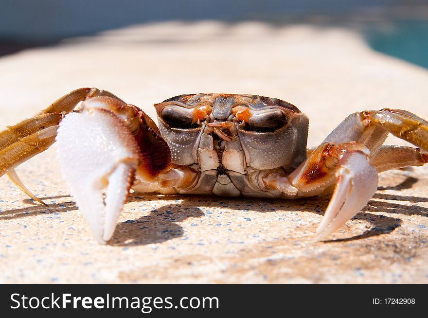 This is a crab from the pacific coast of central America. This is a crab from the pacific coast of central America