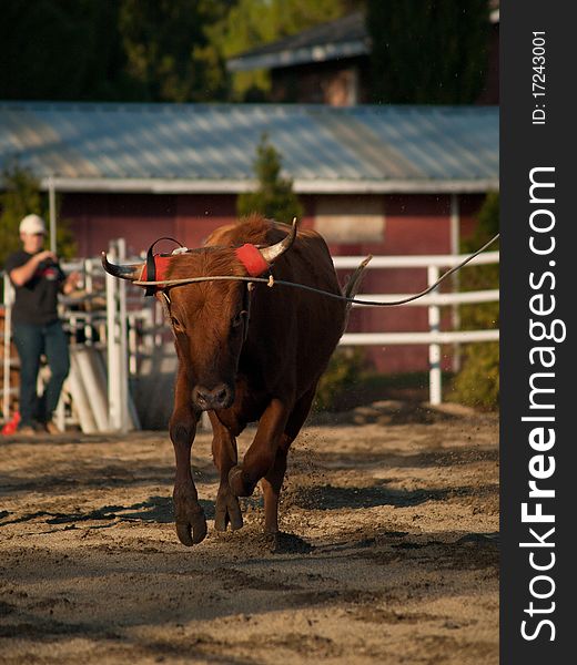 Young Steer Running and Roped