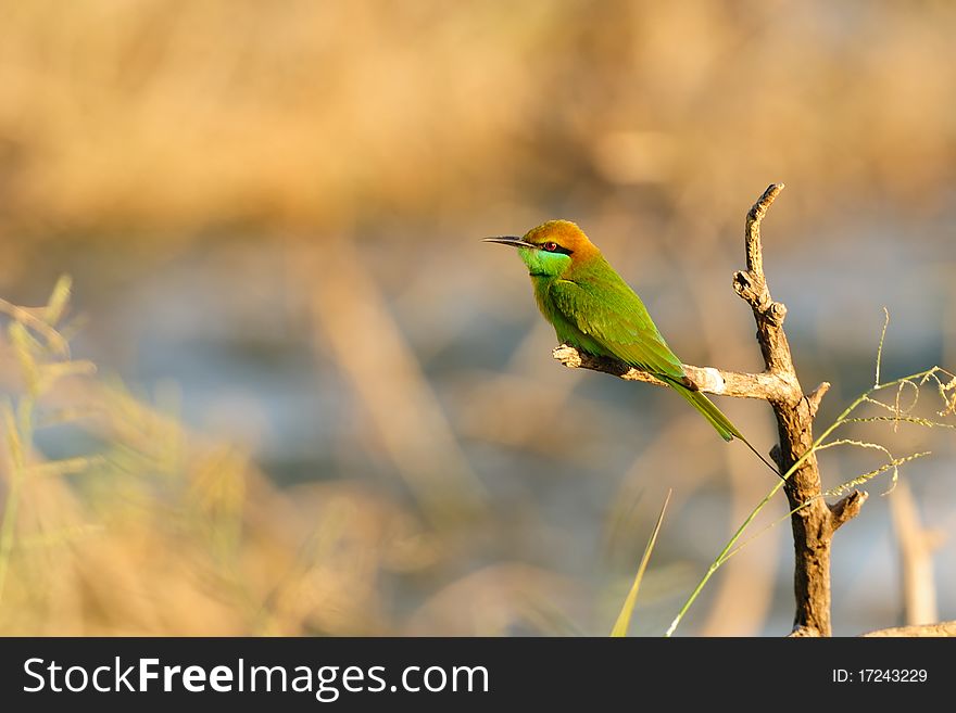Portrait of green bee-eater resting