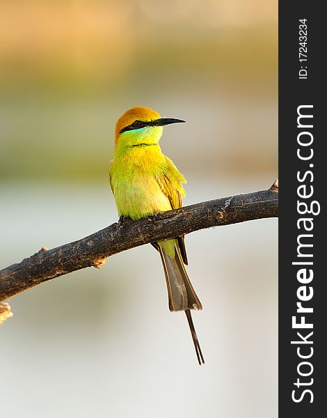 Portrait of green bee-eater resting