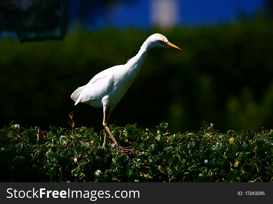 This is a cattle egret walking along the top of a hedge. This is a cattle egret walking along the top of a hedge.