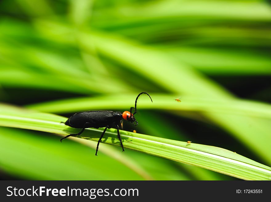 A black beetle  on the stem of grass. A black beetle  on the stem of grass.