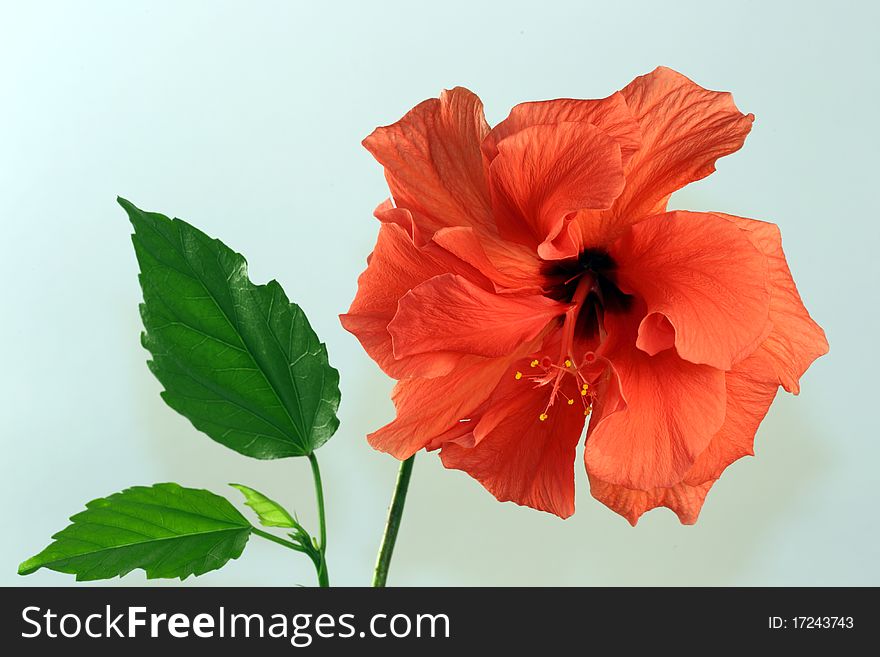 Hibiscus Flower With Leaves