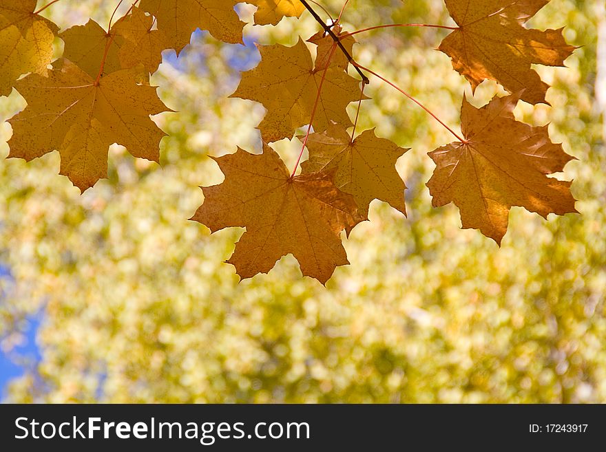 Autumn leaves against a background of blurry green trees. Autumn leaves against a background of blurry green trees