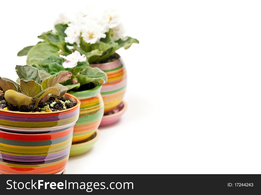 Potted violets in a row. Isolated on white background
