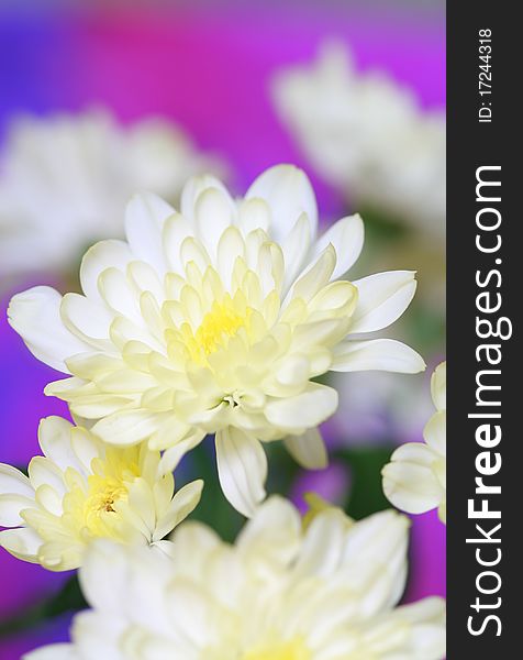 Close up of white chrysanthemum