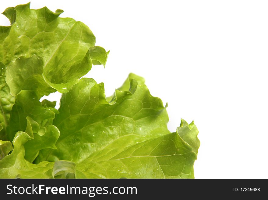 Fresh salad lettuce isolated on white
