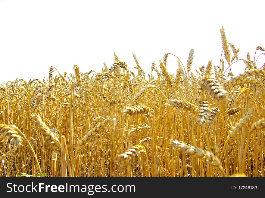 Fields of wheat at the end of summer fully ripe