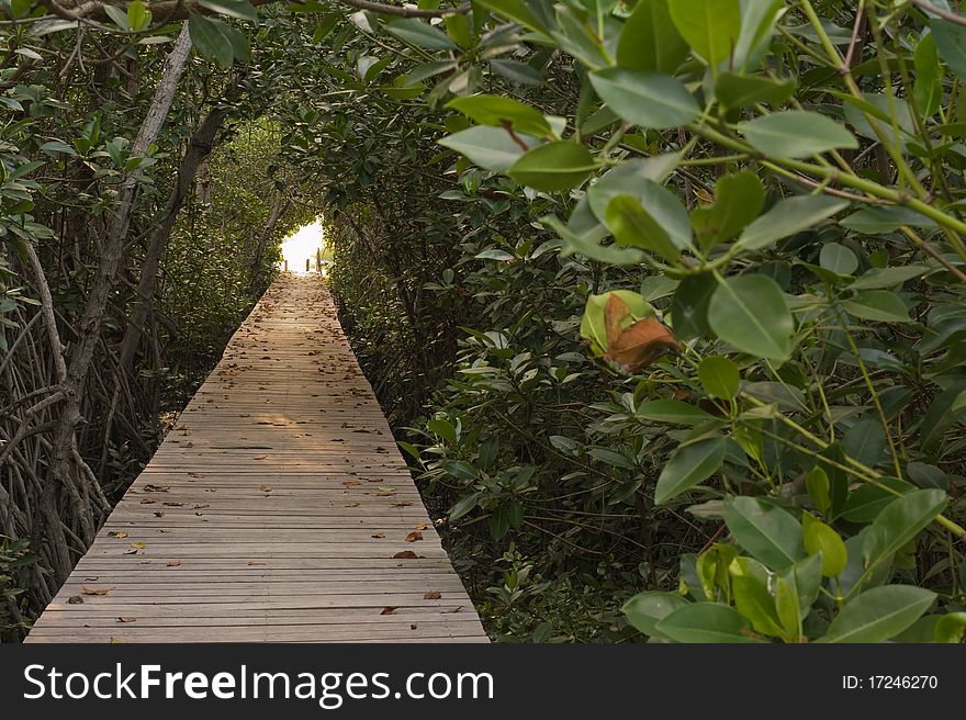 Wood bridge in mangrove forest