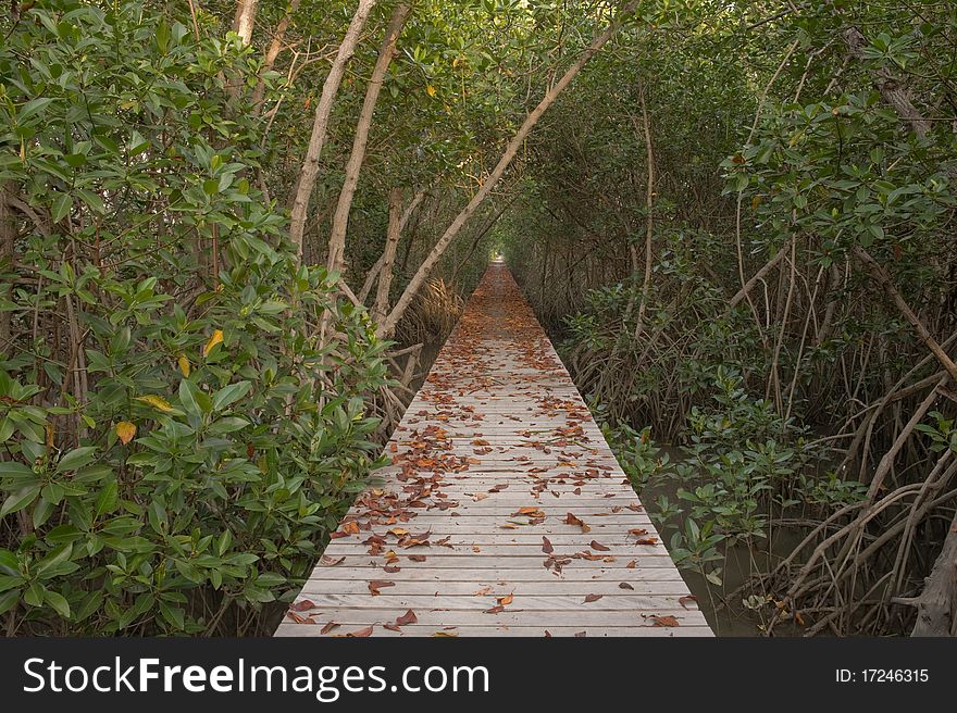 Wood Bridge In Mangrove Forest