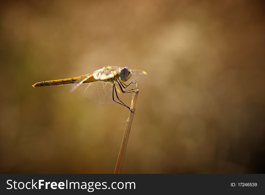 Alone dragonfly on a stick