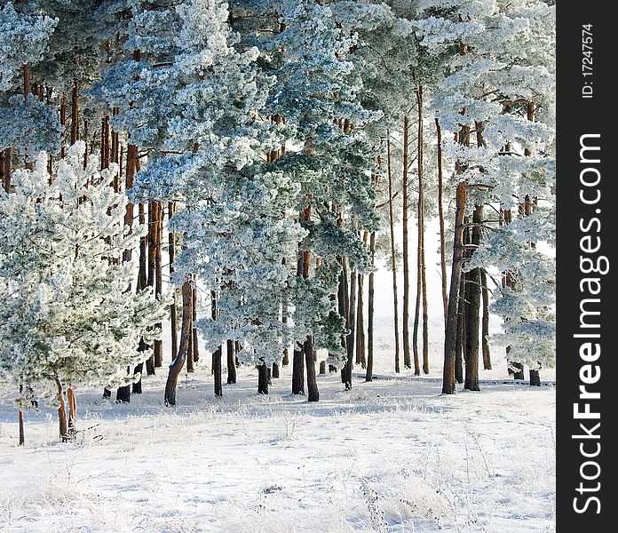 Winter landscape on a frosty sunny day - hoarfrost, snow and frozen pine.