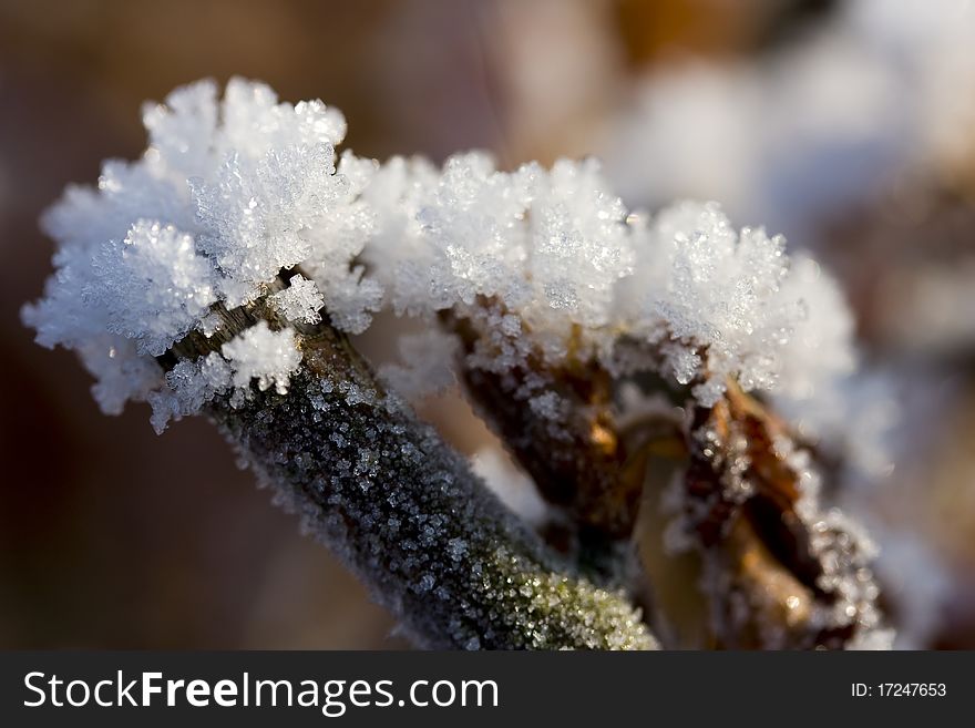 Frozen twigs covered with snow