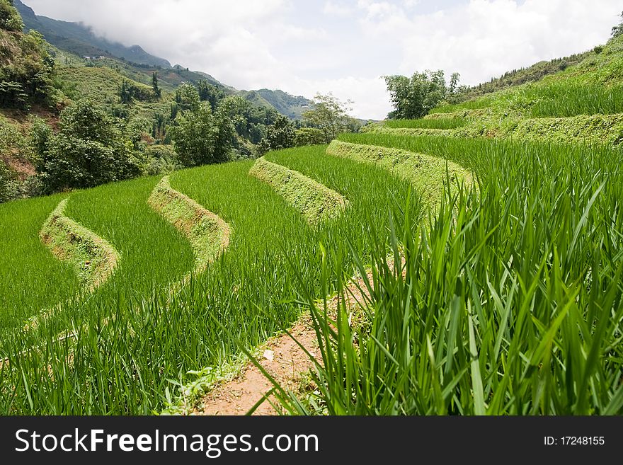 Rice Paddy Terrace Landscape, Sapa, Vietnam, South East Asia. Rice Paddy Terrace Landscape, Sapa, Vietnam, South East Asia