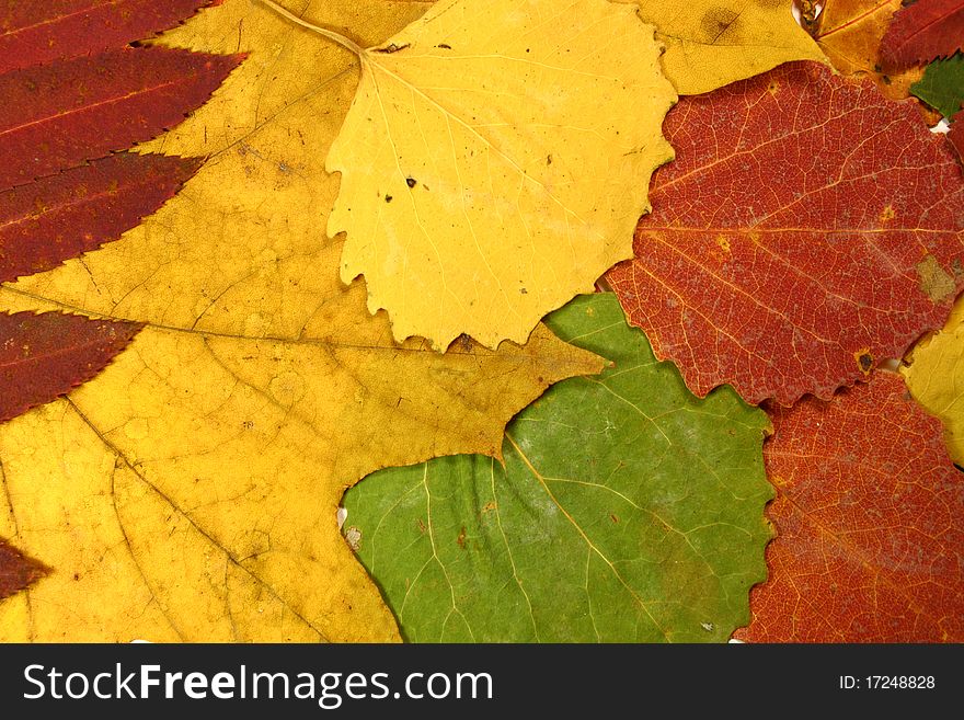 Collection of autumn leaves close up