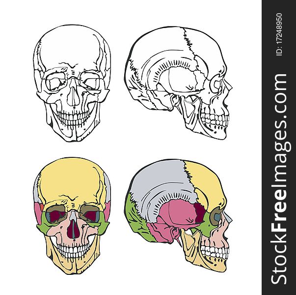 Beautiful illustration of the skull on a white background