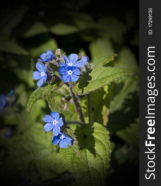The lovely deep blue flowers of the Green Alkanet plant. The lovely deep blue flowers of the Green Alkanet plant