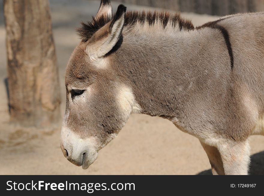 A donkey with an unhappy face photo taken: nov 2010. A donkey with an unhappy face photo taken: nov 2010