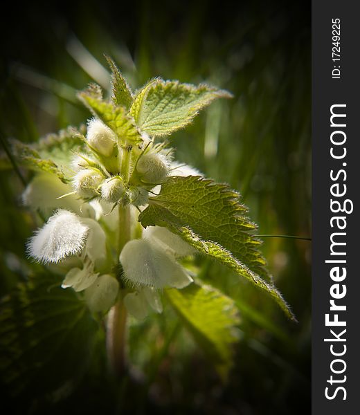 It might sting if touched but the white dead nettle is a beautiful wild flower none the less