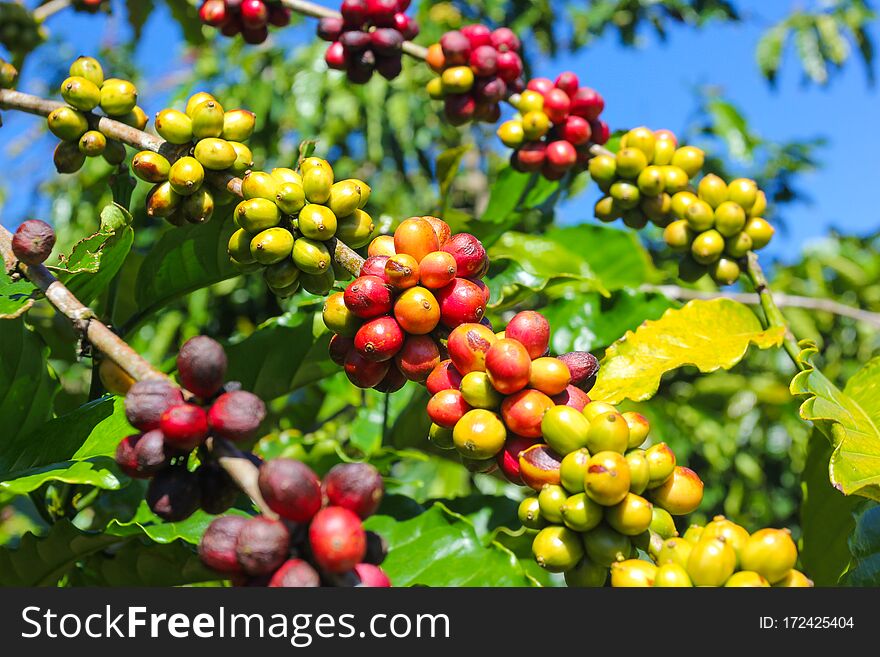 Ripe fruit on the coffee plantations in the Vietnamese province