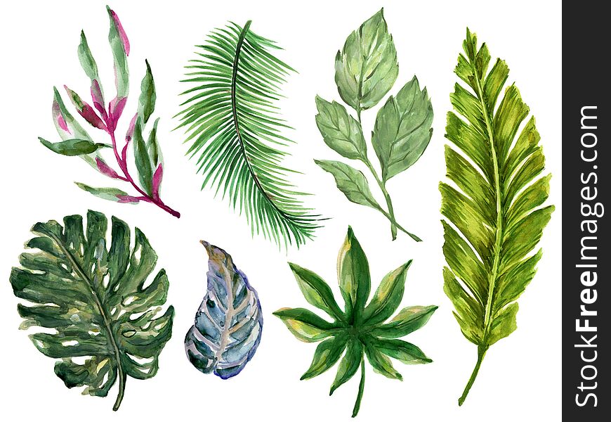 Watercolor illustration Botanical leaves collection Set of wild forest and tropical and abstract leaves elements