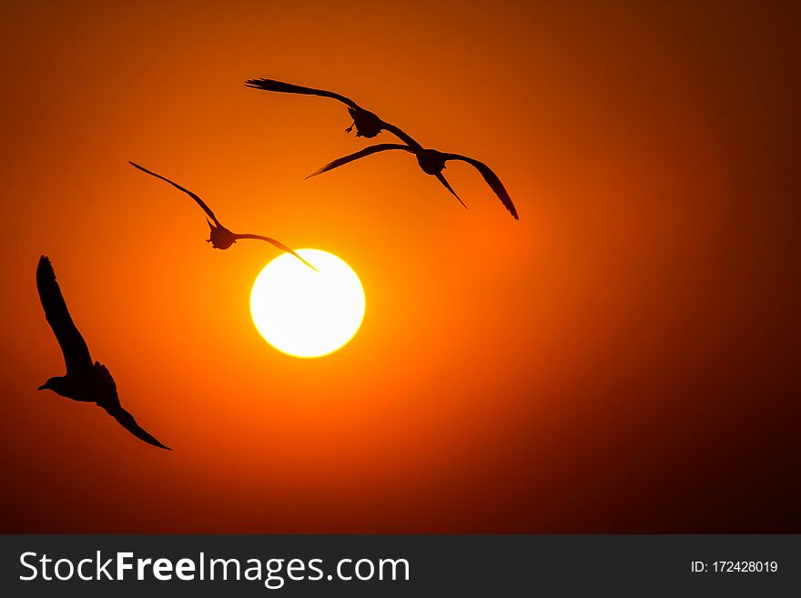 Silhouette of a seagull in the golden rays of the setting sun in Yangon, Myanmar. Silhouette of a seagull in the golden rays of the setting sun in Yangon, Myanmar