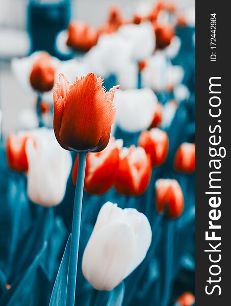 Beautiful tulips closeup. Abstract background. Magenta color style. Flower background, garden flowers. Space in background for copy, text, your words