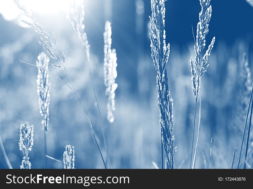 Golden grass field at sunset. selective focus. toned in blue trend color of the year 2020