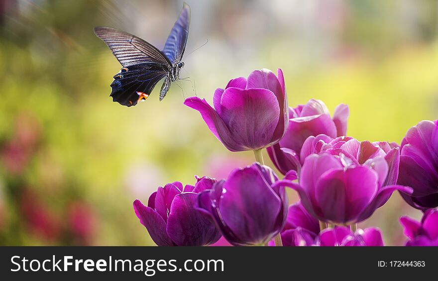 Beautiful Butterfly On A Flowers With Nice Background