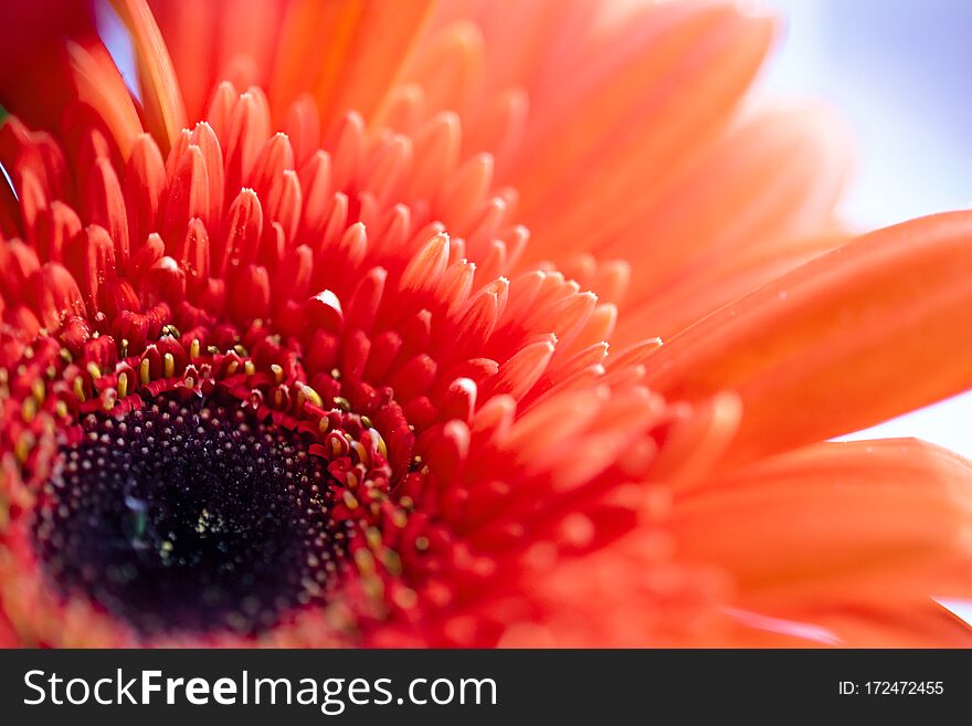 Gerbera flowers close-up, floral background. Gerbera flowers close-up, floral background