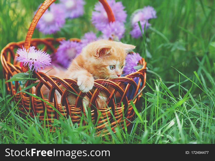 Cute little red kitten sitting in a basket on a flower lawn