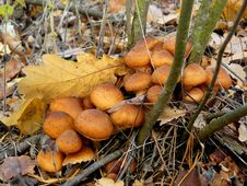 Wild Mushrooms. Armillariella Mellea. 2 Royalty Free Stock Photography