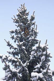 Wintertime Stock Images