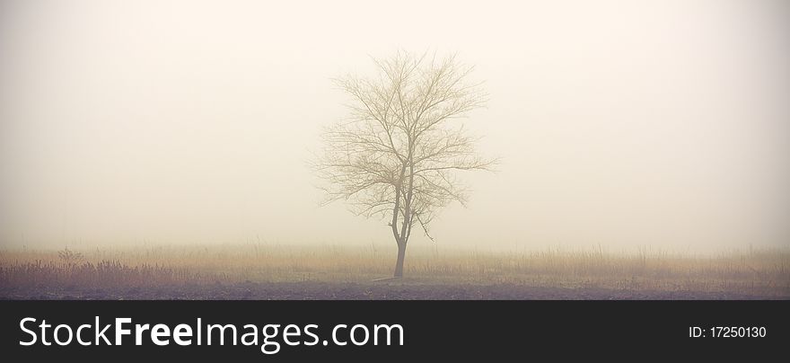 The only tree of the field in the fog in the morning. The only tree of the field in the fog in the morning