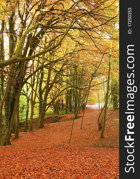 A leafy pathway through an autumn forest. A leafy pathway through an autumn forest.