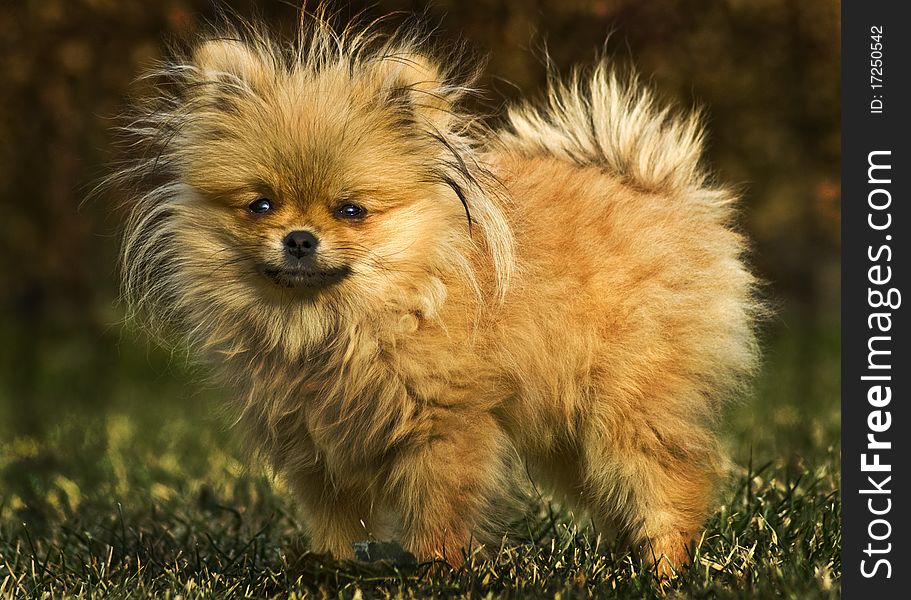 Photo of Pomeranian puppy 1 year old. Photo of Pomeranian puppy 1 year old