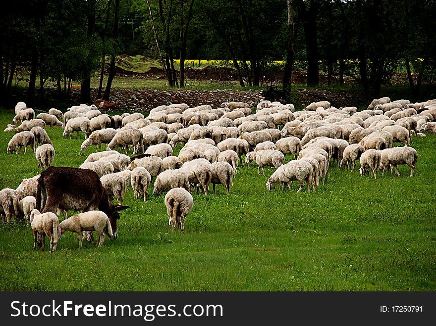 Donkey and sheep grazing during a cloudy day