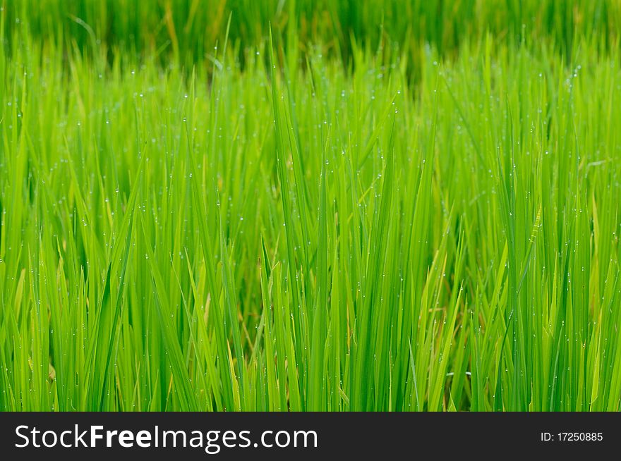 Rice Paddy After Rain.