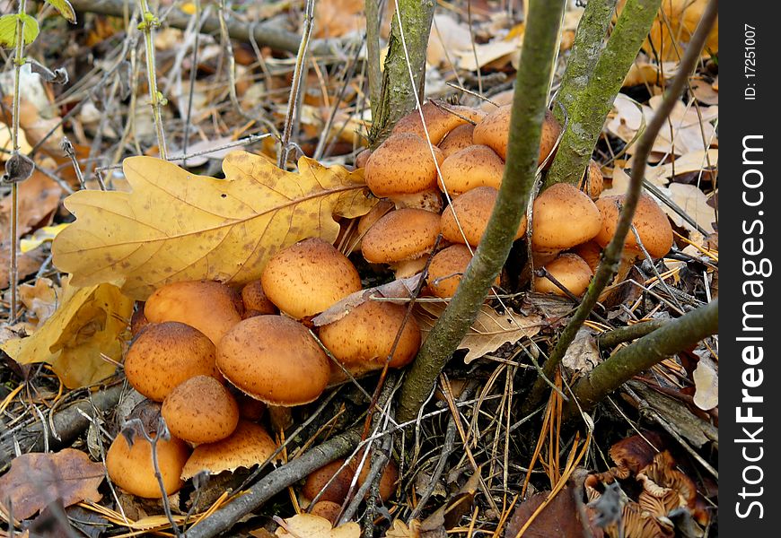 Wild edible mushrooms Armillariella mellea on the nature. Wild edible mushrooms Armillariella mellea on the nature