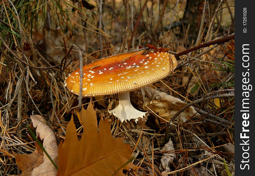 Wild red poison mushroom Amanita on the nature. Wild red poison mushroom Amanita on the nature