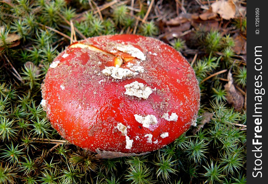 Wild mushroom. Amanita. #2