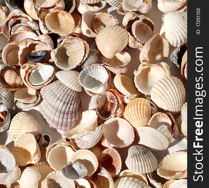 Seashell background