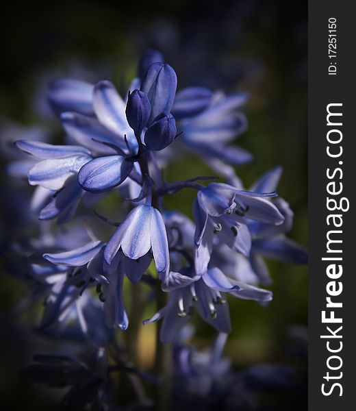 Up close with some gorgeous blue bluebells. Up close with some gorgeous blue bluebells