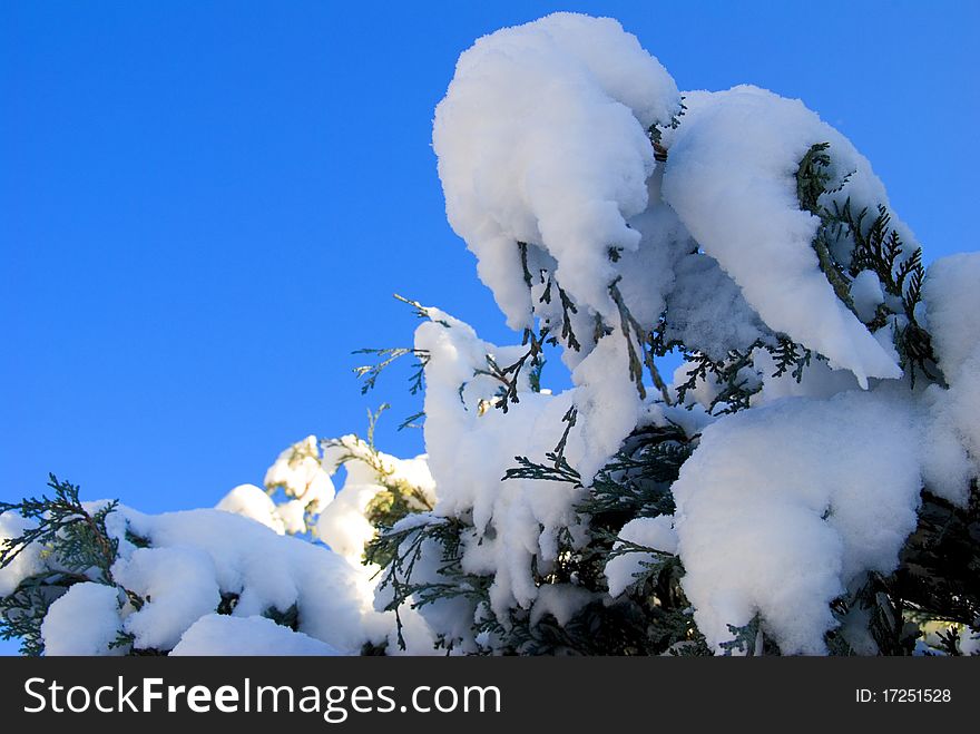 Detail shot of snow covered fir tree. Detail shot of snow covered fir tree.