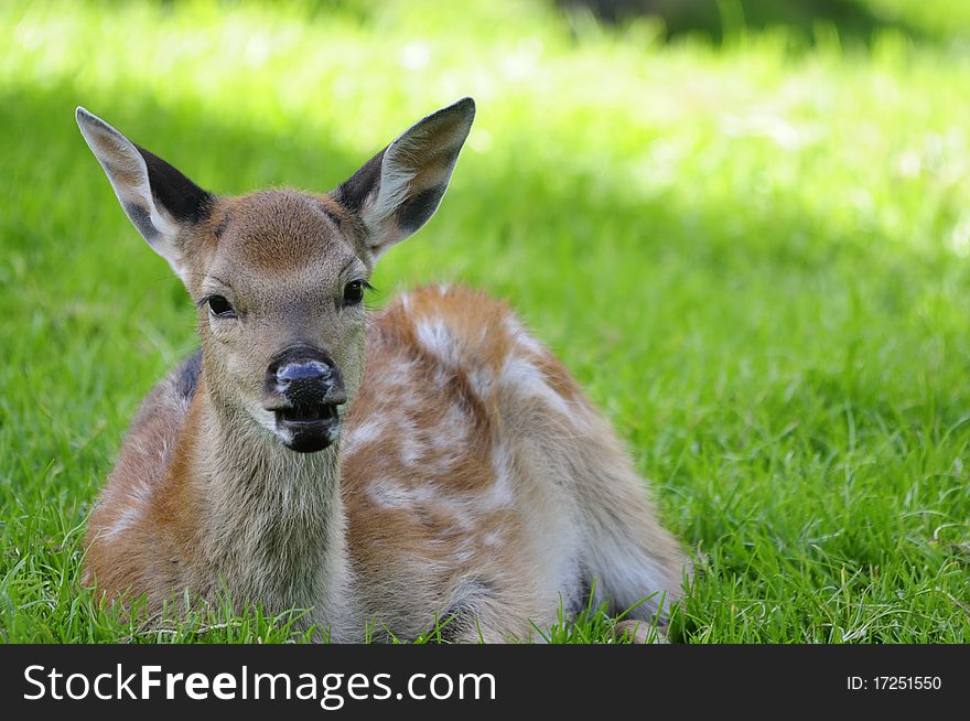 Shot of beautiful young doe lying in meadow