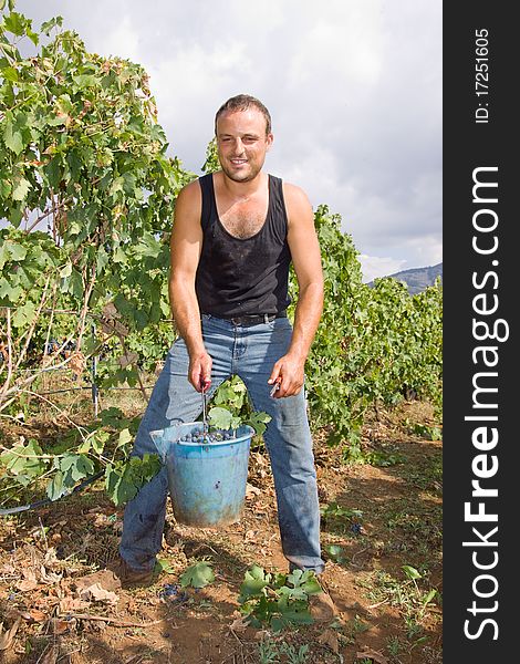 A young farmer at work with his vineyards during the harvesting time